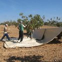 Recoleccion manual del pistacho en plantacion joven